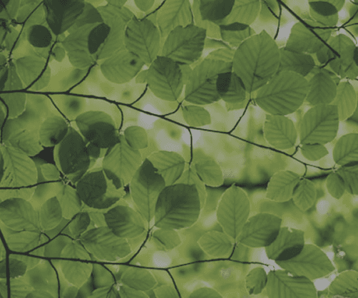 Reporte de sustentabilidad